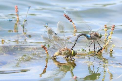 Anax parthenope